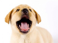 Hund-250x185