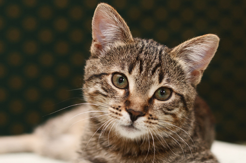 Katze59481d6579f52