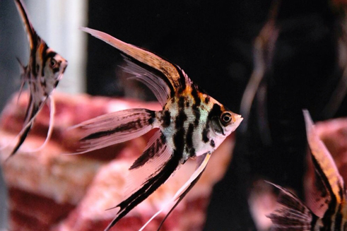 Fisch
