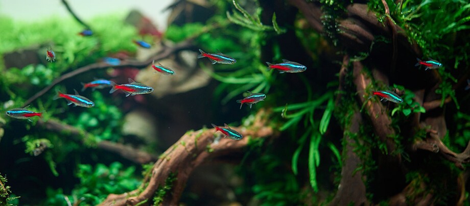 Neonsalmler ( Paracheirodon innesi )