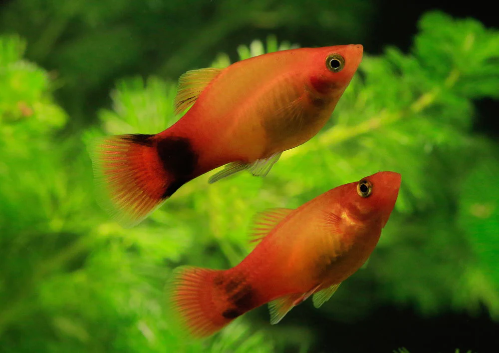 Platy (Xiphophorus maculatus)