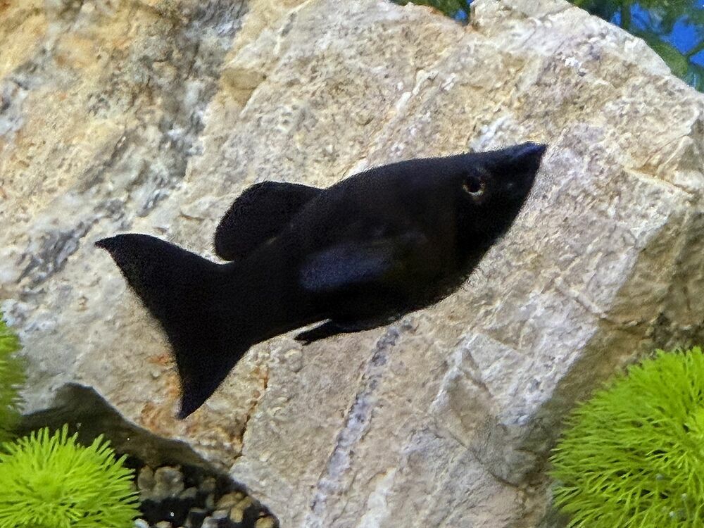 Black Molly (Poecilia sphenops)