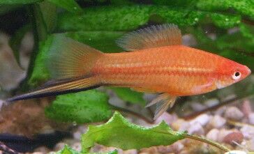  Schwertträger (Xiphophorus hellerii)