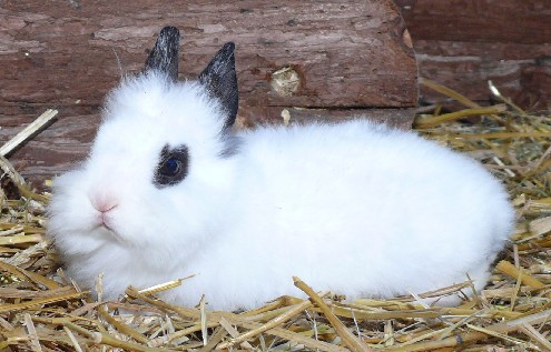 Zwergl-ffelohr-Kaninchen-weiblich_109746_SAGAFLOR_AG-Web