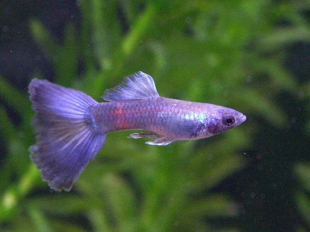 Guppy (Poecilia reticulata)