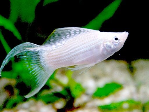 Silber Molly (Poecilia sphenops)